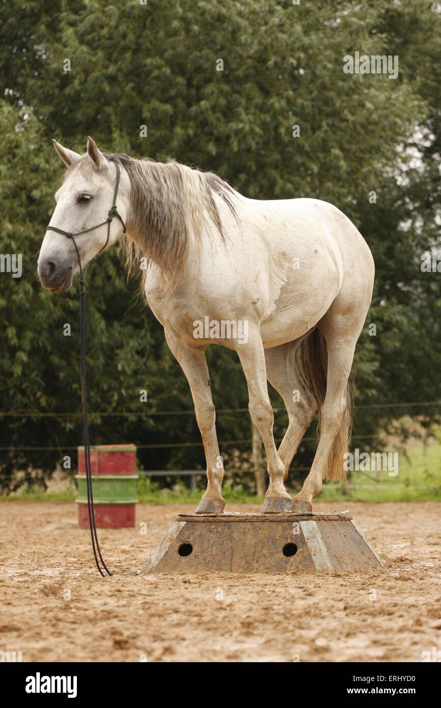 Lusitano Stockfoto