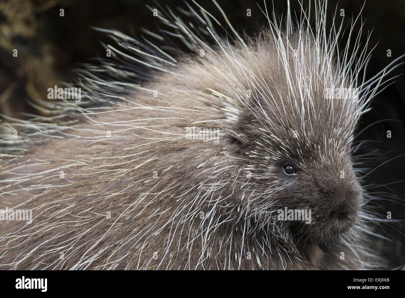 Neue Welt Stachelschwein Stockfoto