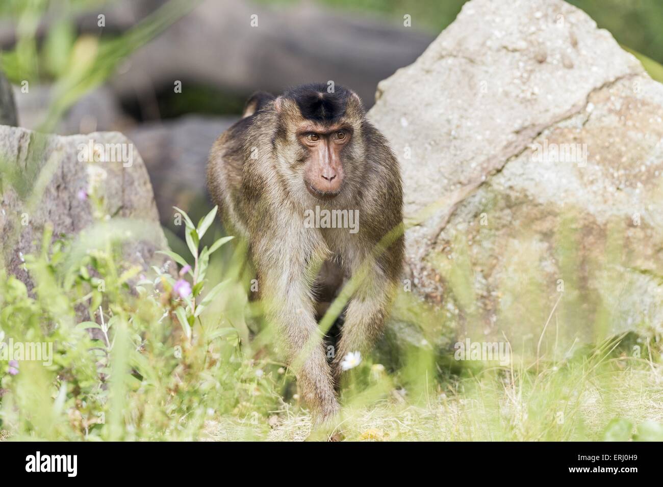 Südlichen Schwein-tailed Macaque Stockfoto