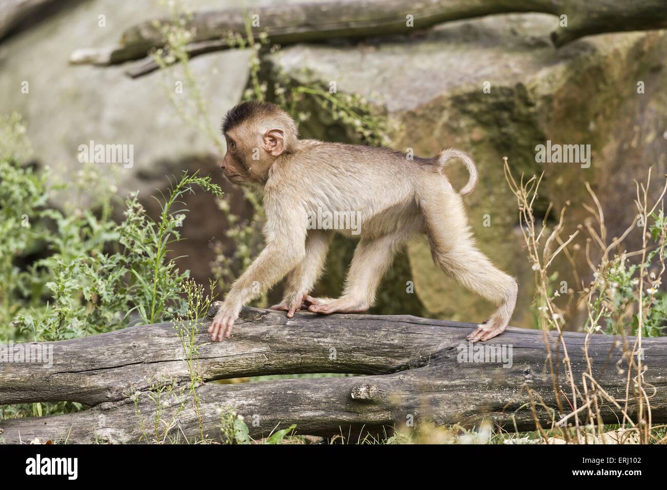 Südlichen Schwein-tailed Macaque Stockfoto