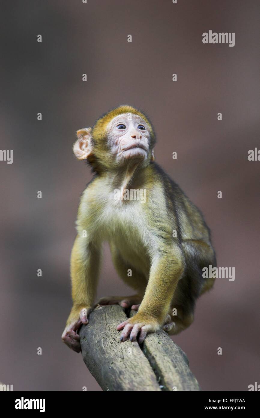 Barbary Affe Stockfoto