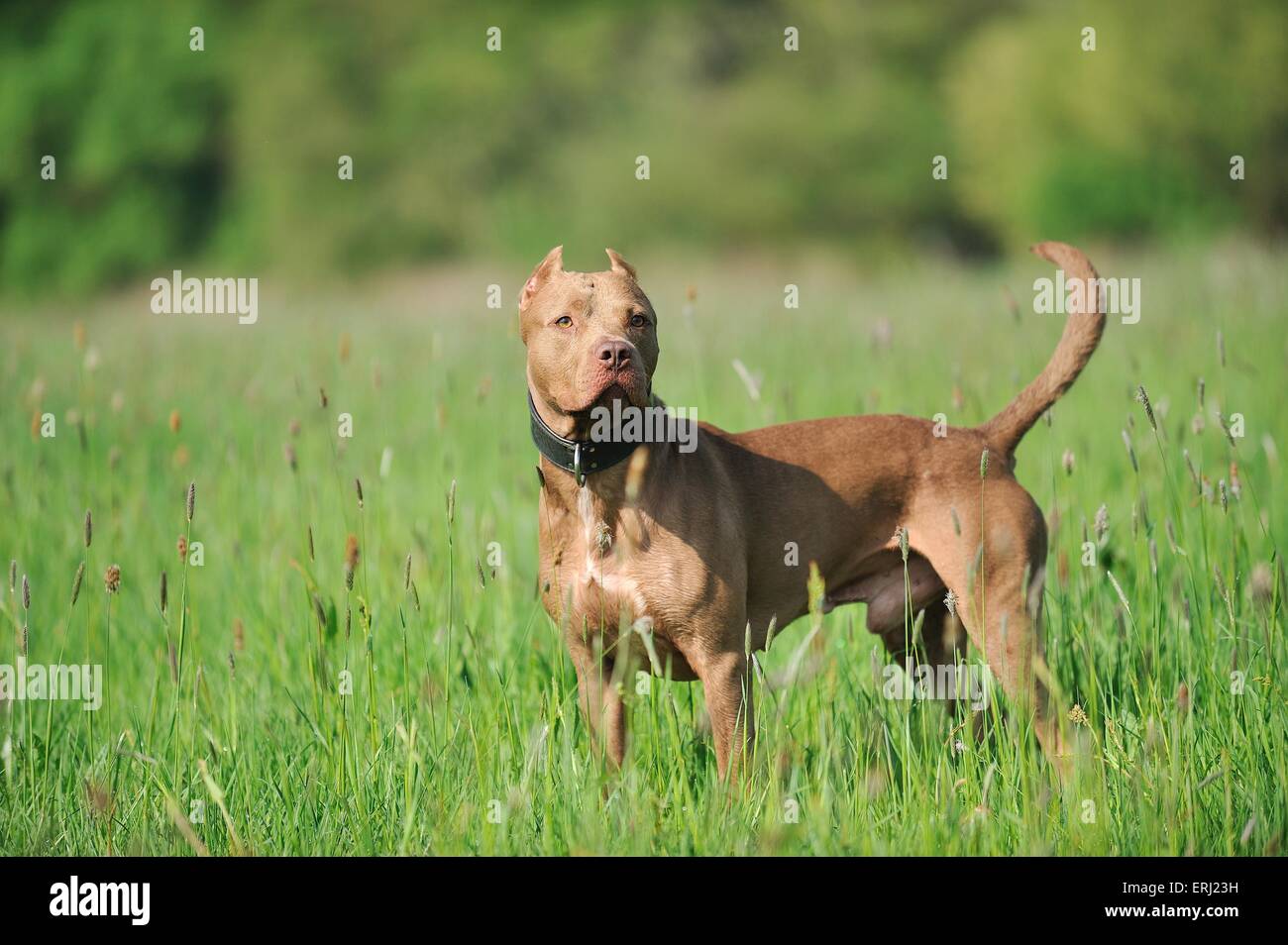 Amerikanischer Pit-Bullterrier Stockfoto