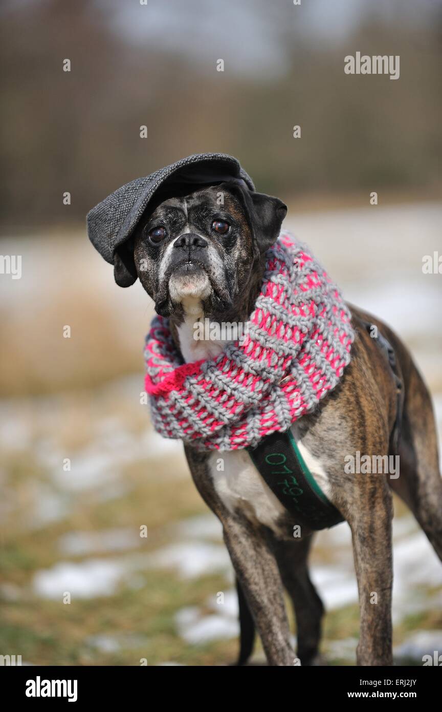 Deutscher Boxer Stockfoto
