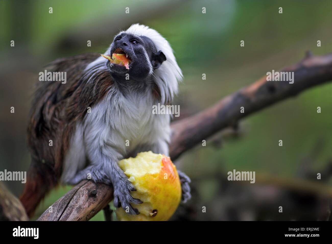 Liszt-Affen essen Stockfoto