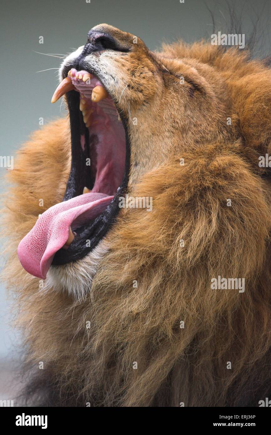 klaffende Löwe Stockfoto