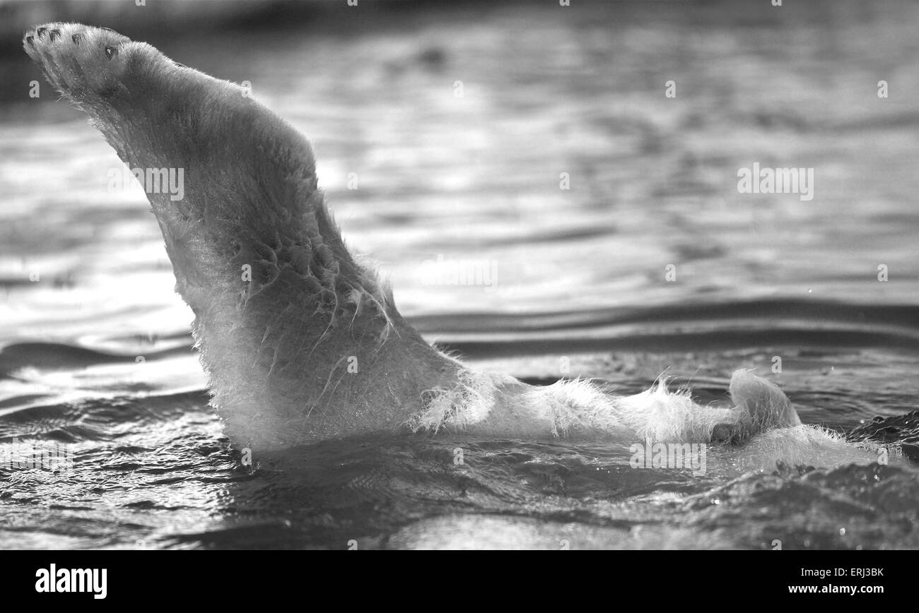 Eis-Bär-Fuß Stockfoto