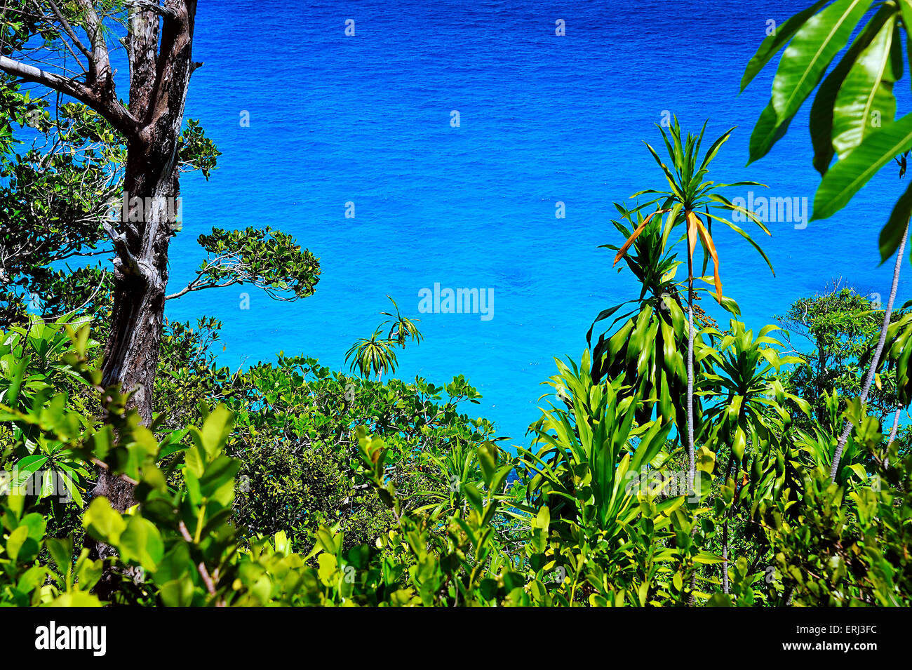 Tiefblaues Wasser und grüne Vegetation auf der Insel Mahe, Seychellen, Anse Major Stockfoto