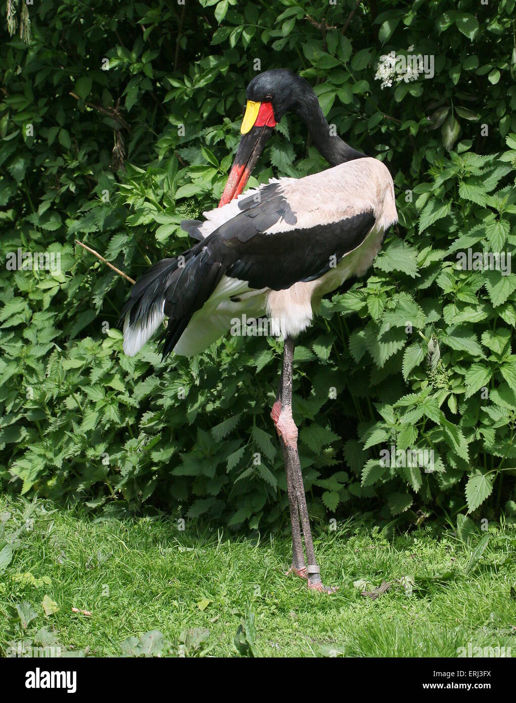 Männliche westafrikanischen Sattel abgerechnet Storch (Nahrung Senegalensis) putzen seiner Schwanzfedern Stockfoto