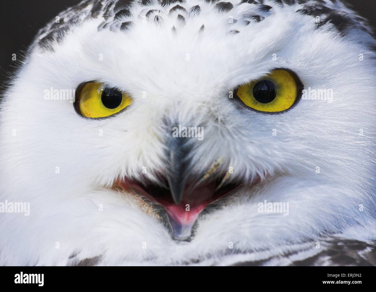 Schnee Eule Stockfoto