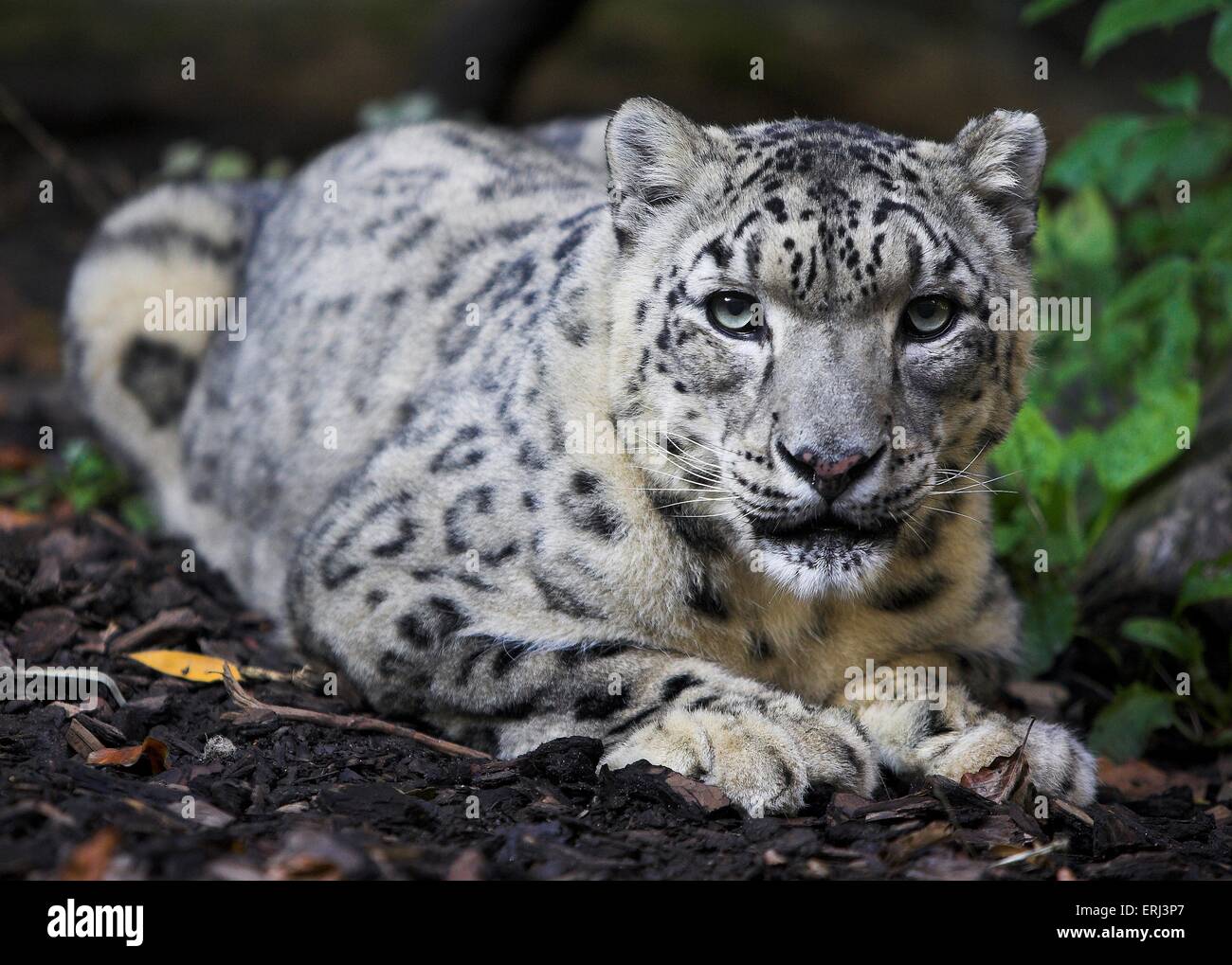 liegender Schnee-leopard Stockfoto