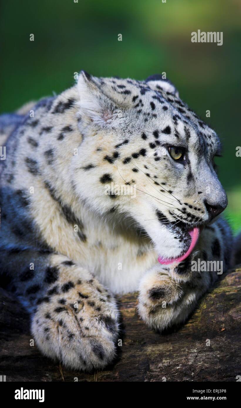 Reinigung von Snow leopard Stockfoto
