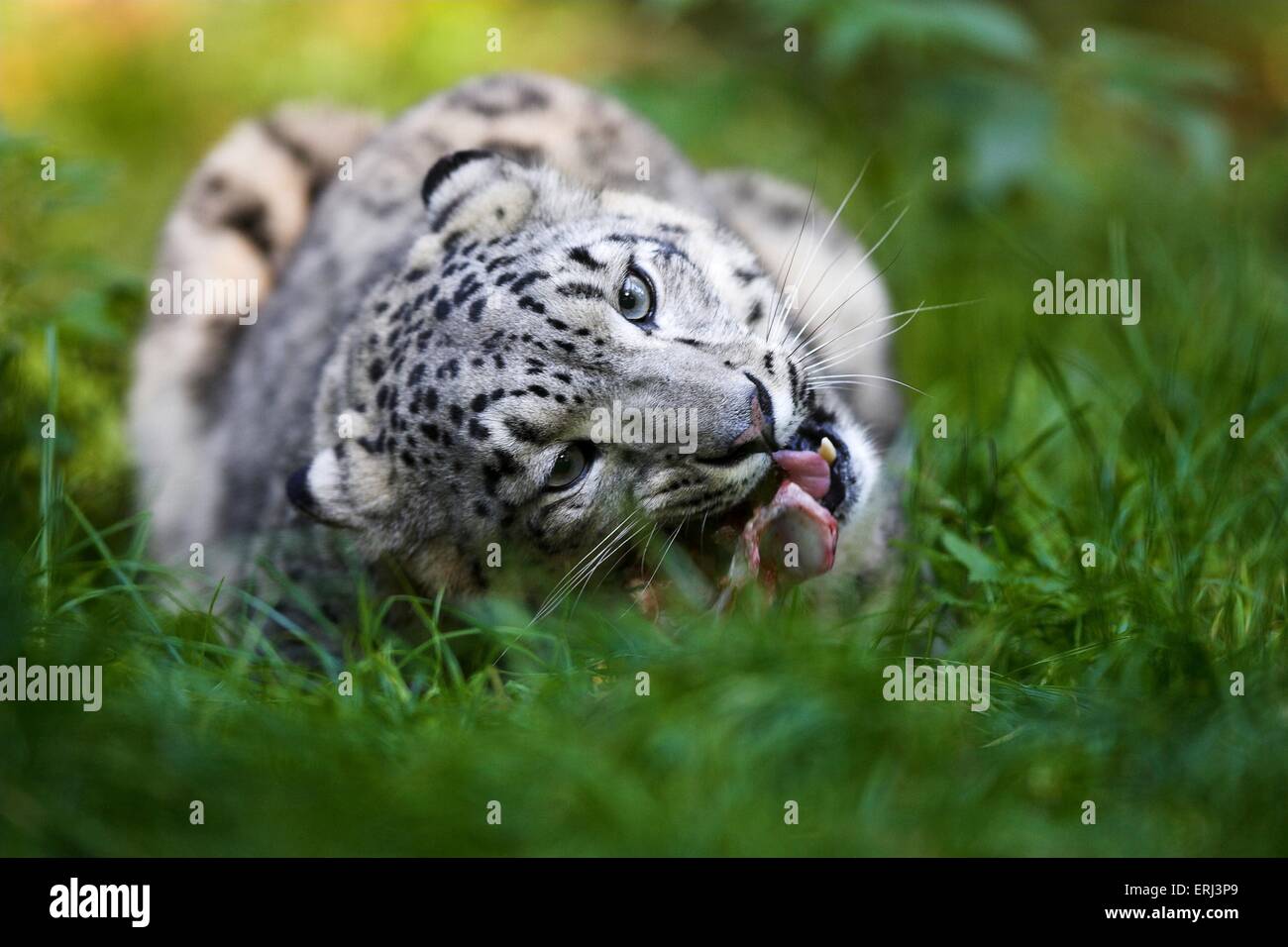 Snow Leopard Essen Stockfoto