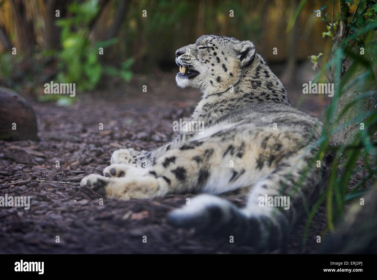 liegender Schnee-leopard Stockfoto