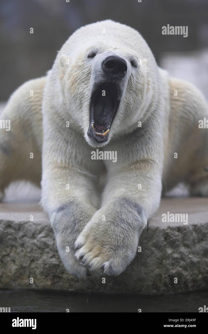 Eisbär Stockfoto
