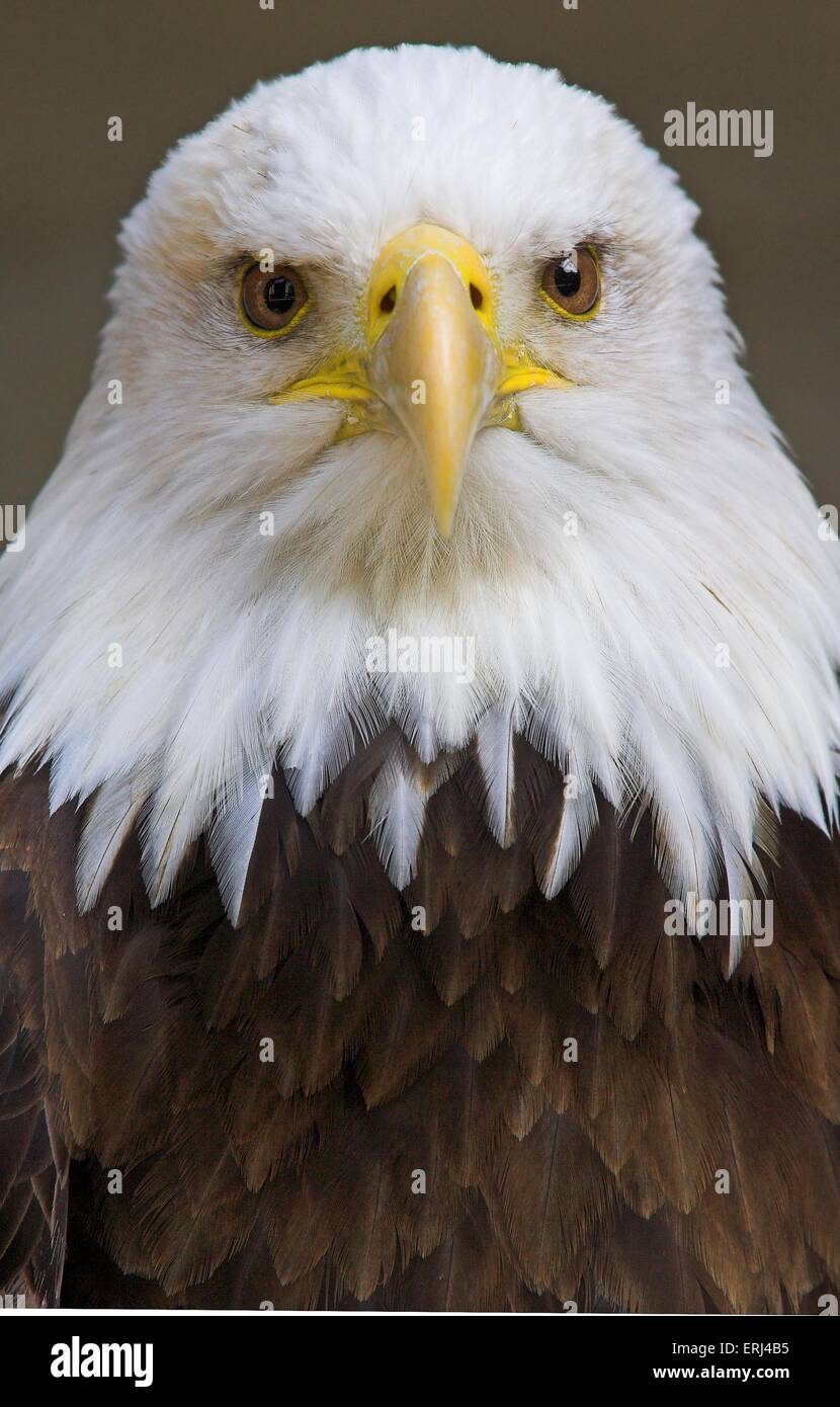 American eagle Stockfoto