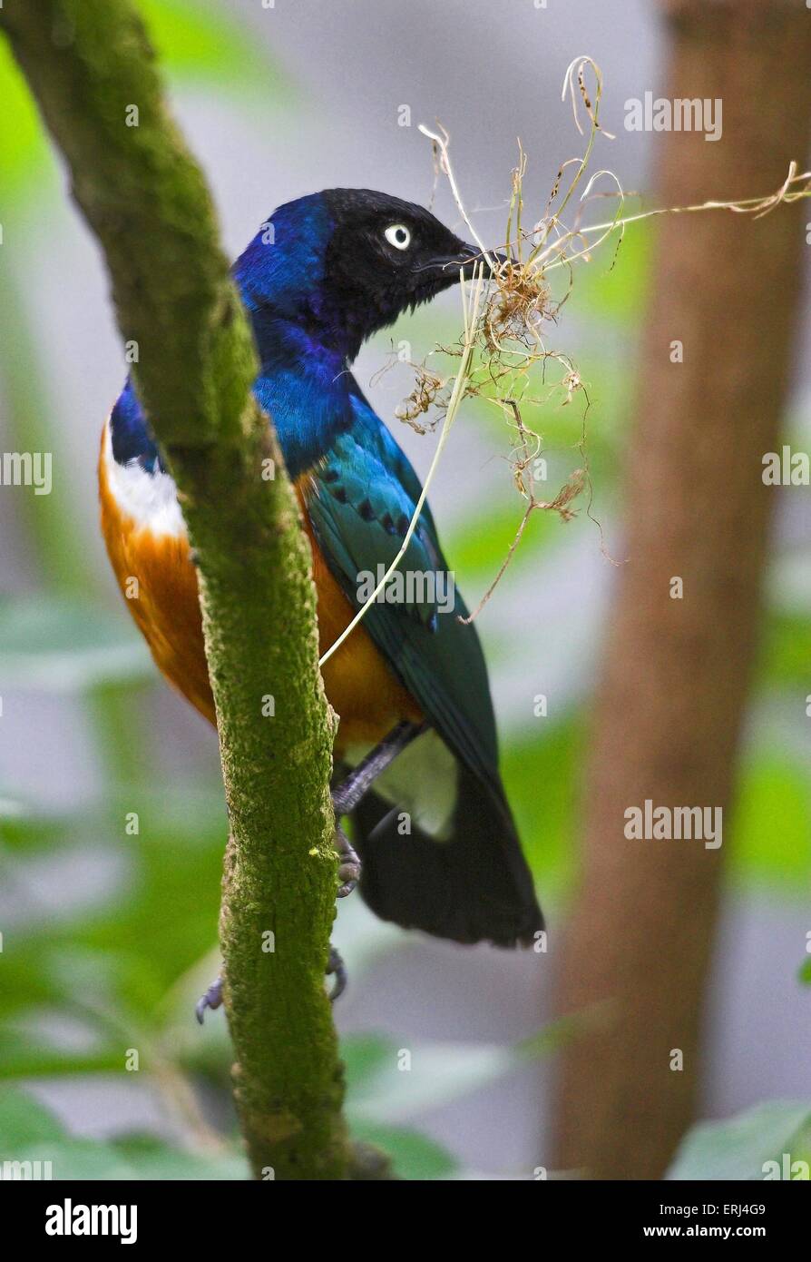 Superb starling Stockfoto