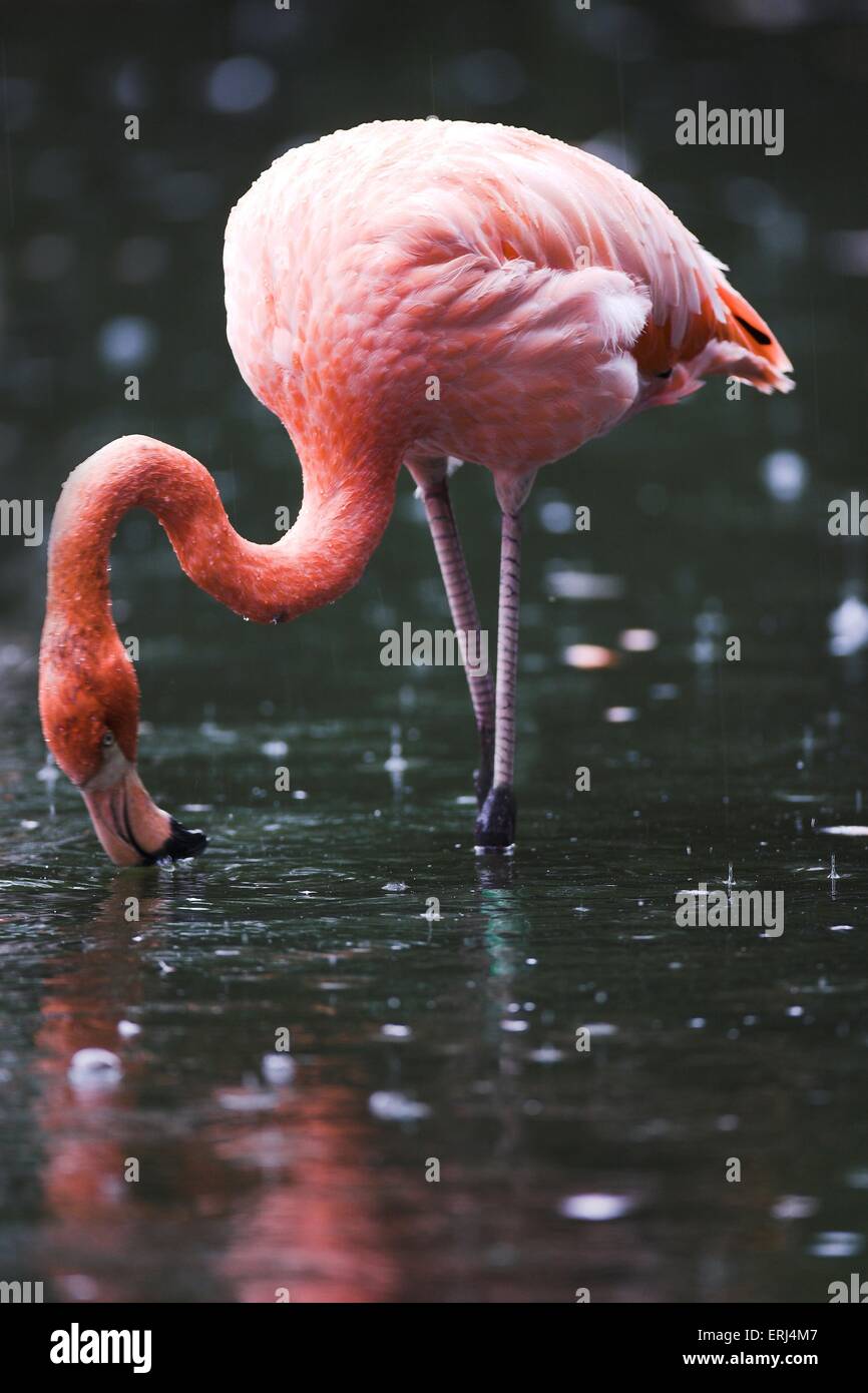 Flamingo Stockfoto