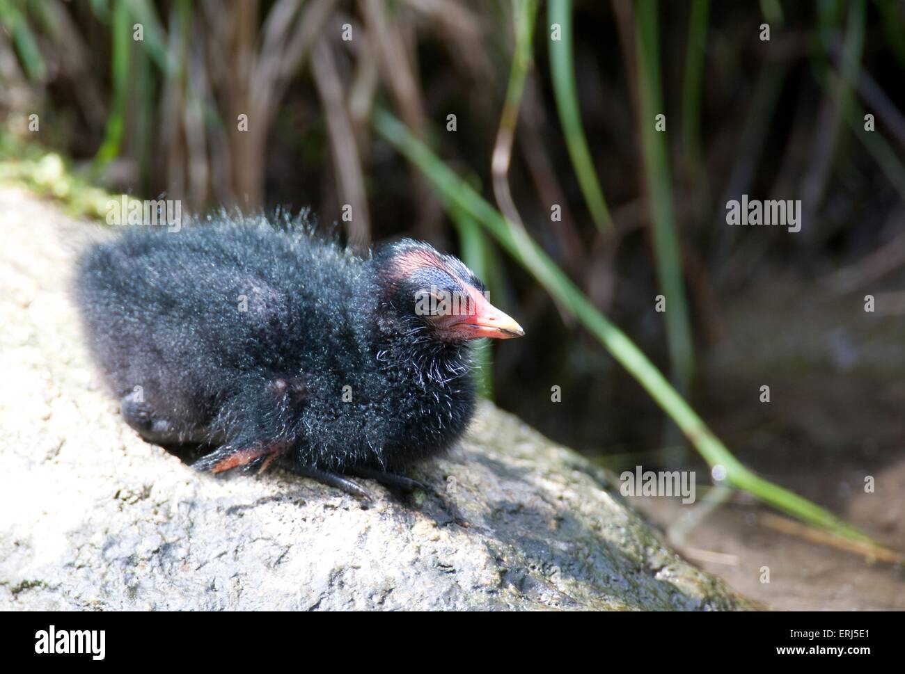 jungen gemeinsamen gallinule Stockfoto