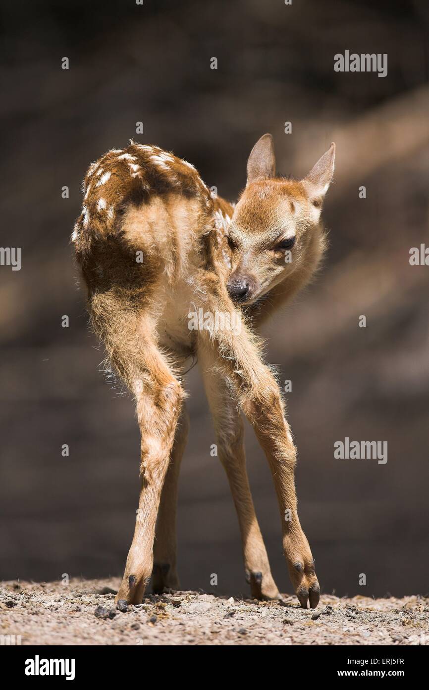 Altai maral -Fotos und -Bildmaterial in hoher Auflösung – Alamy