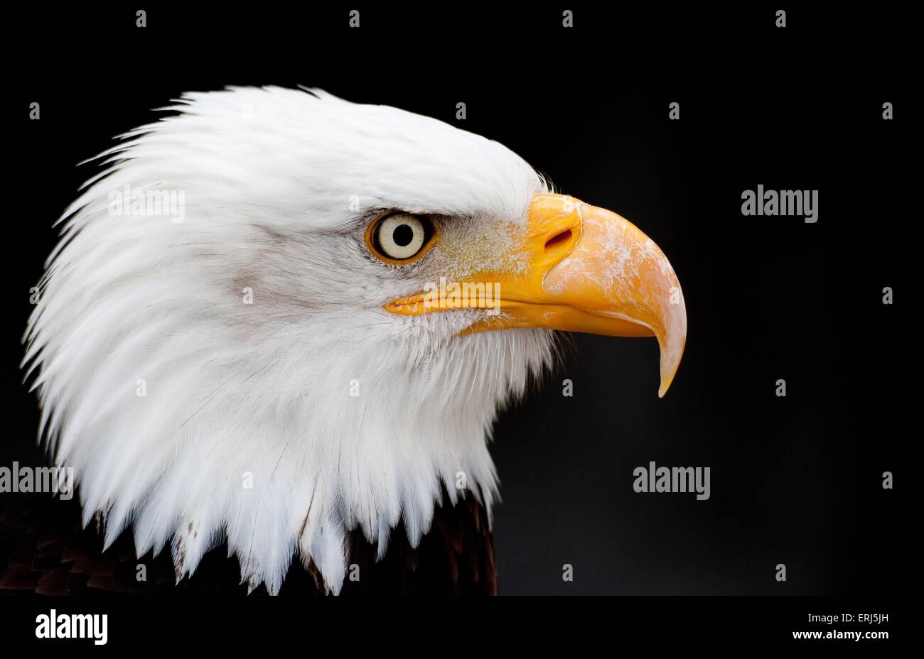 American eagle Stockfoto