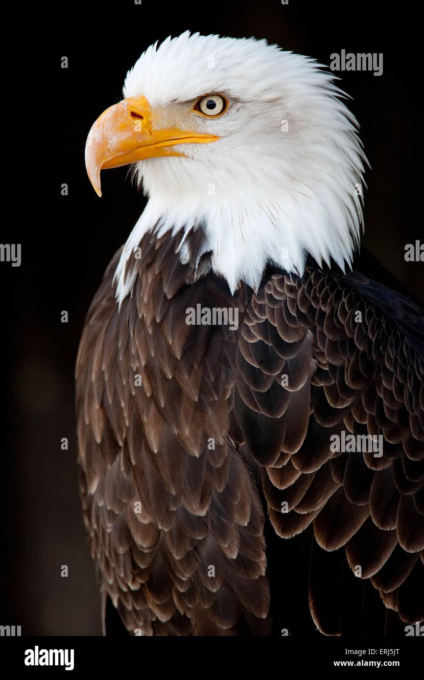 American eagle Stockfoto