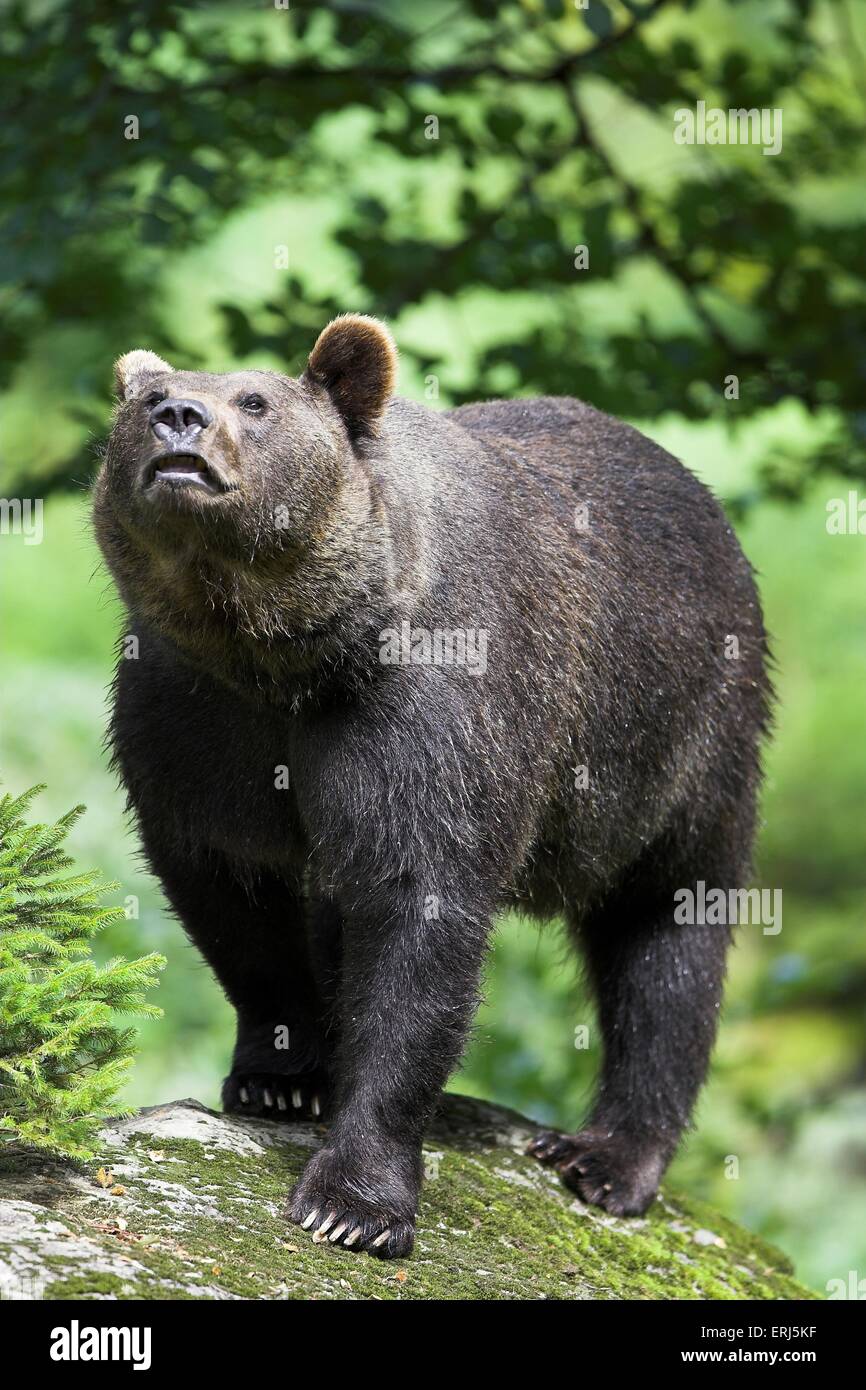 Brauner Bär Stockfoto