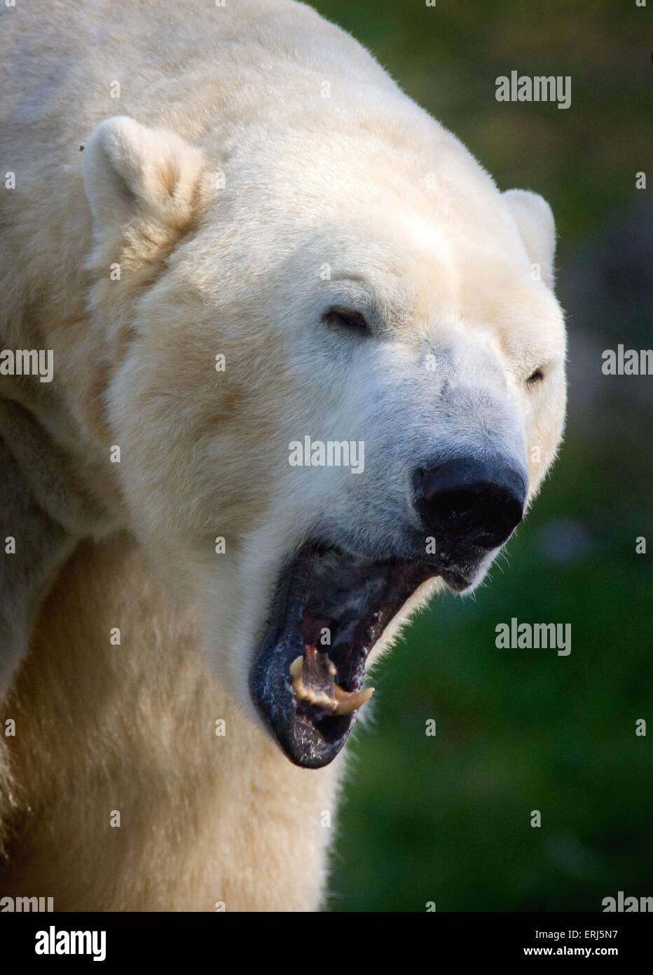 Eisbär Stockfoto