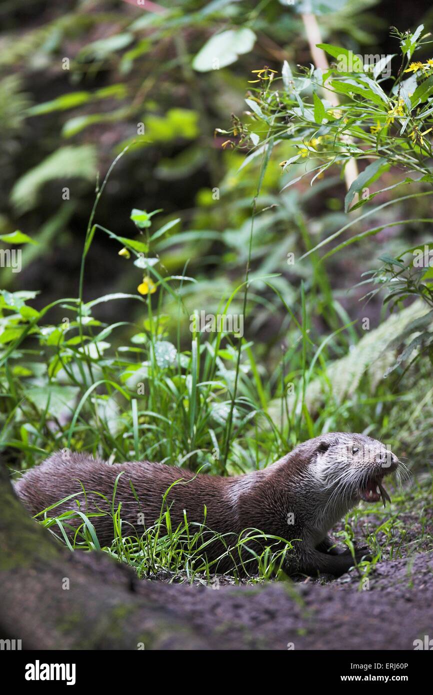 gemeinsamen otter Stockfoto