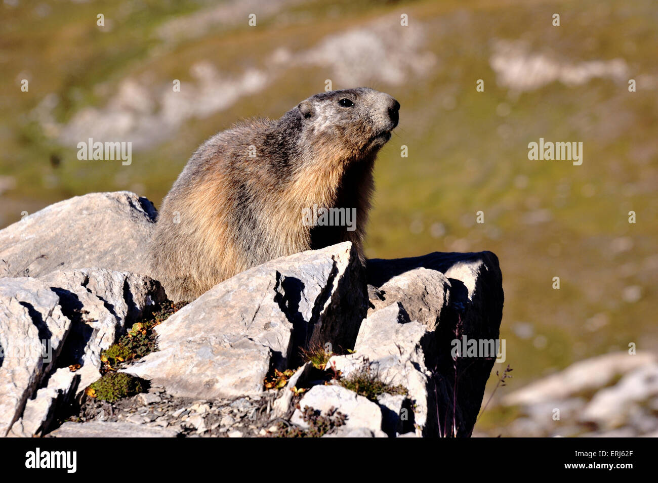 Murmeltier, Marmota, der Alpen hält Ausschau Stockfoto