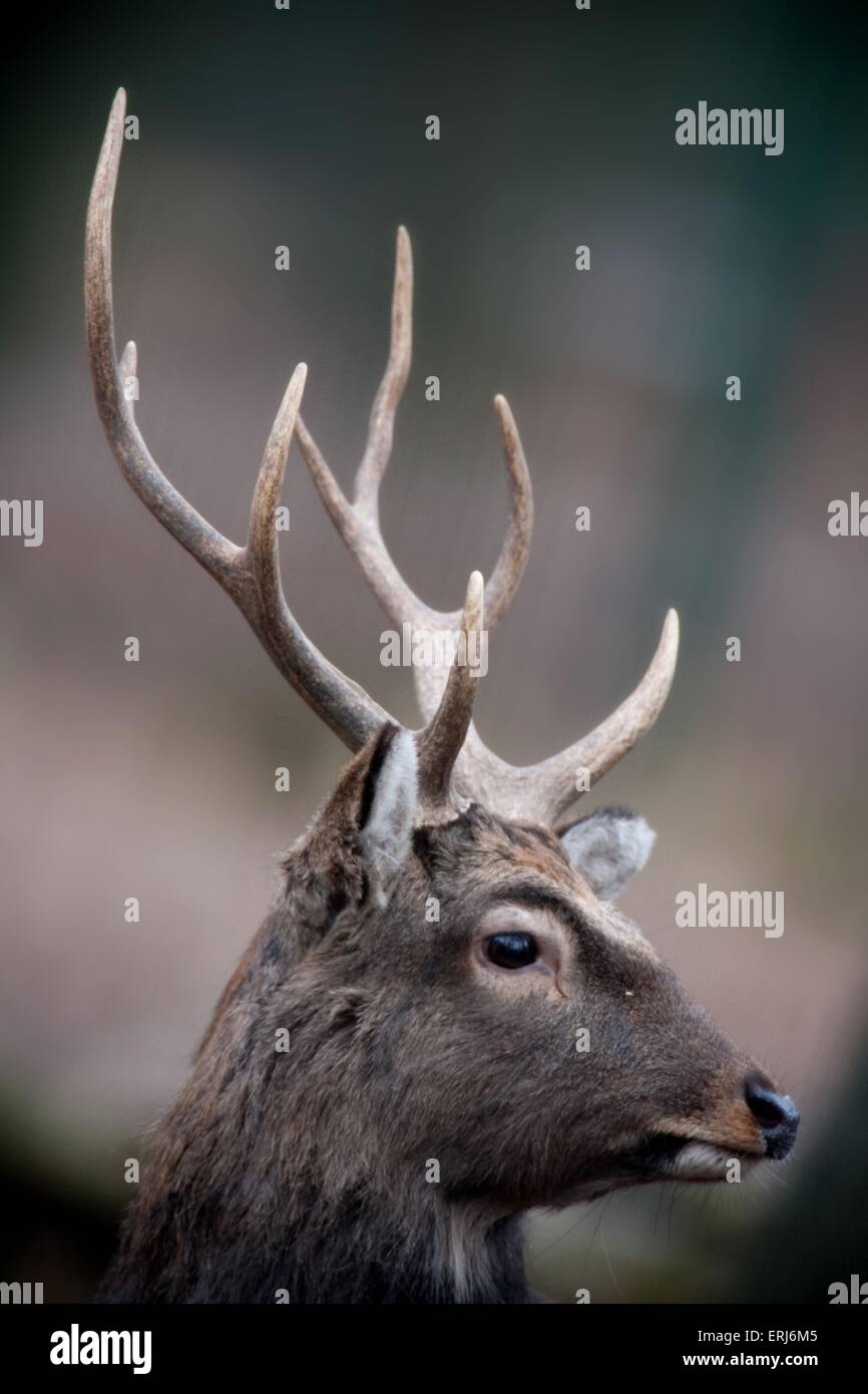 Sika deer Stockfoto