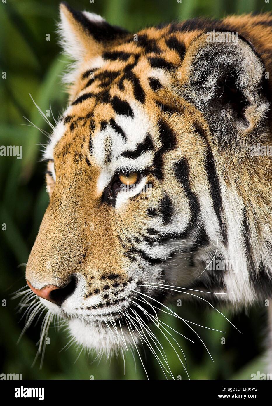 Amur-tiger Stockfoto