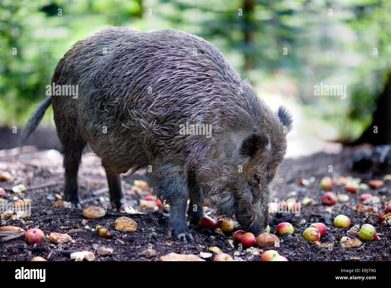 Wild boar eating Fotos und Bildmaterial in hoher Auflösung Alamy