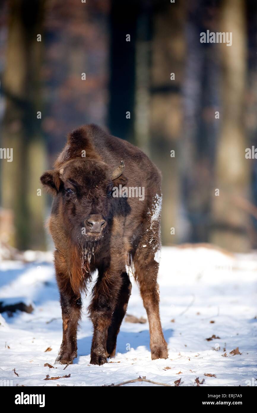 junge europäische bison Stockfoto