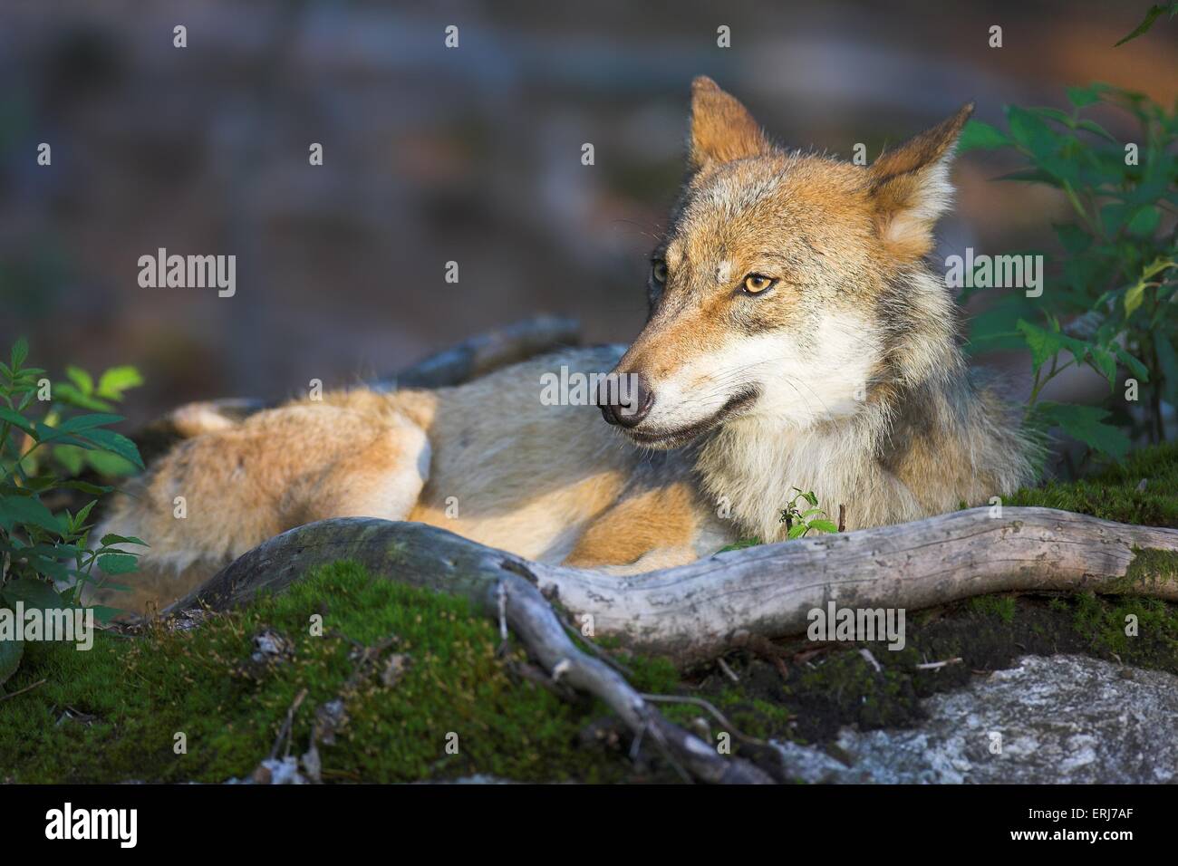 Greywolf Stockfoto