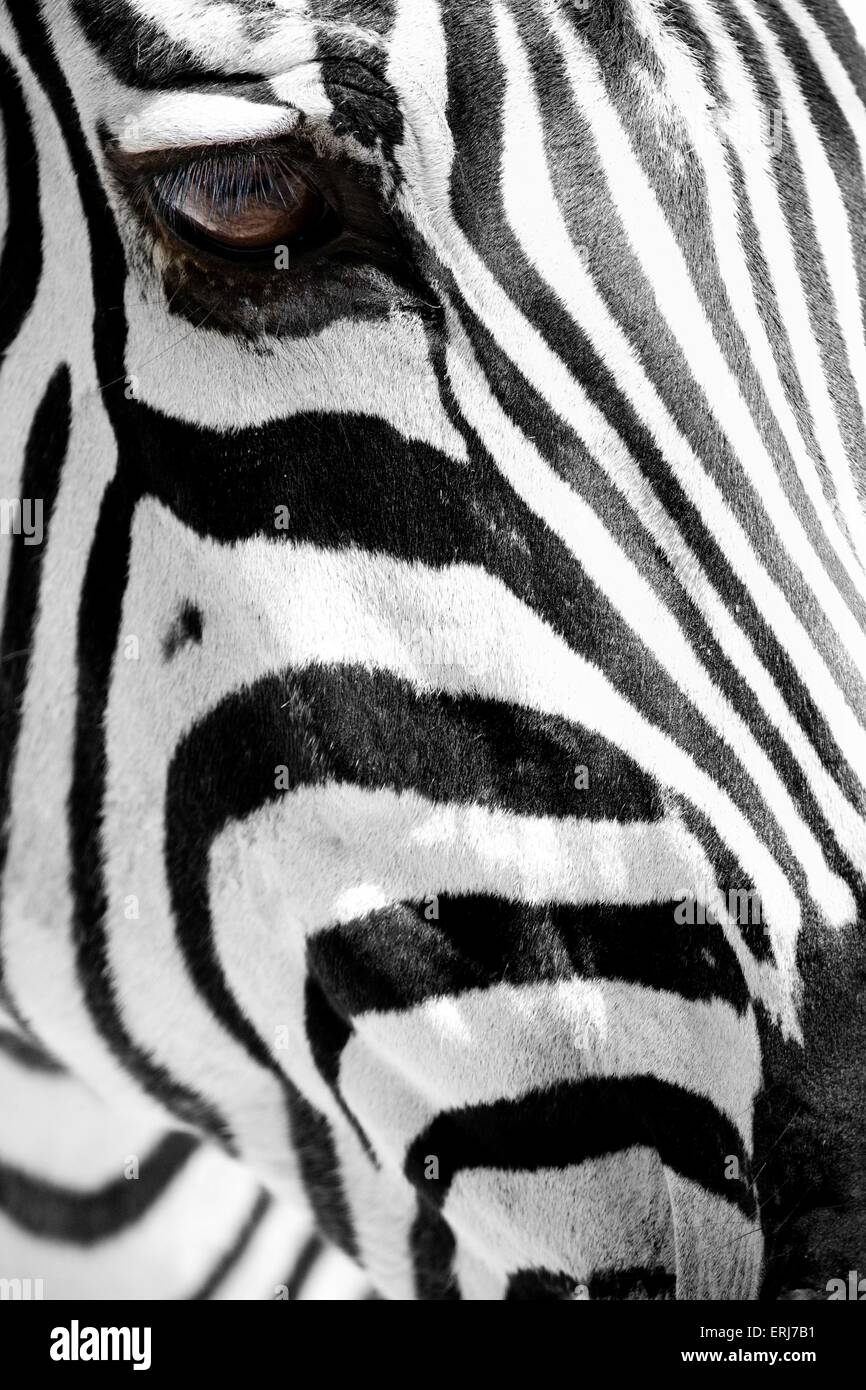 Zebra Stockfoto