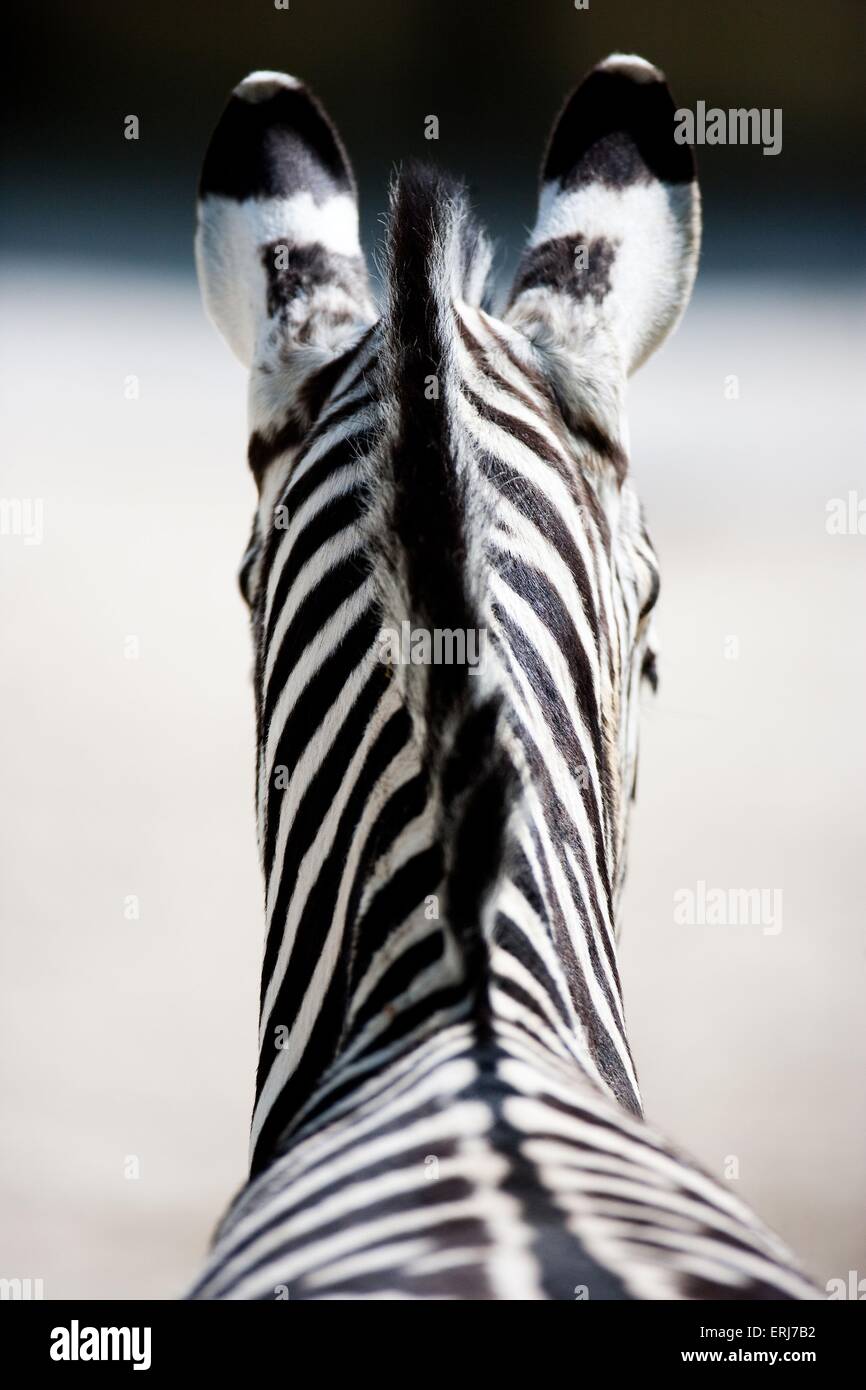 Zebra Stockfoto