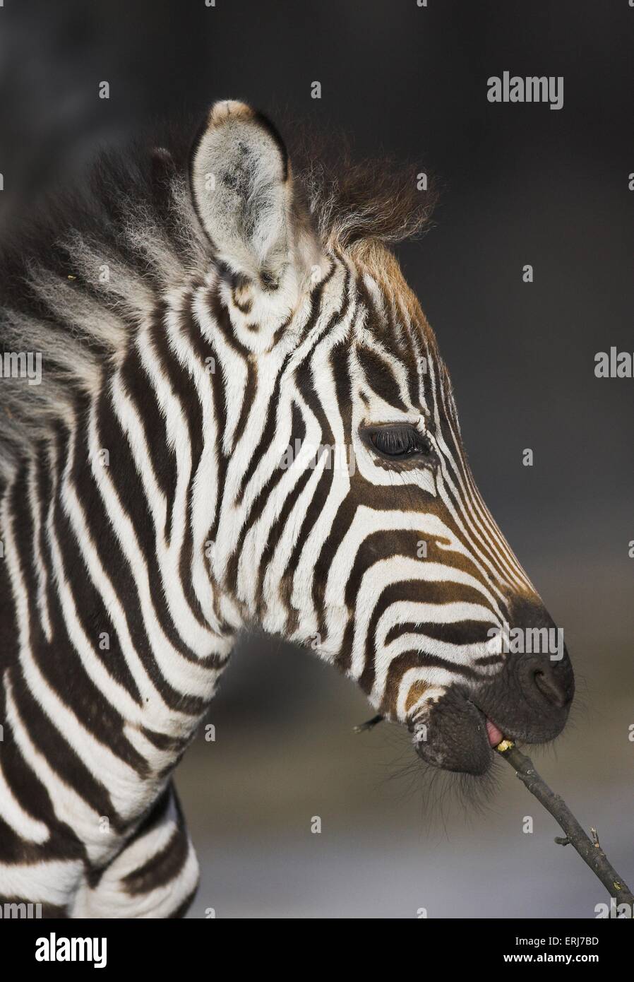 Zebra Fohlen Stockfoto