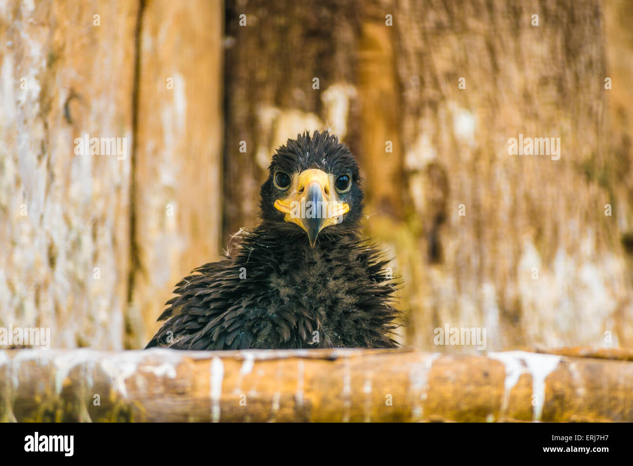 Steller der Seeadler (Haliaeetus Pelagicus) junge Küken. Stockfoto