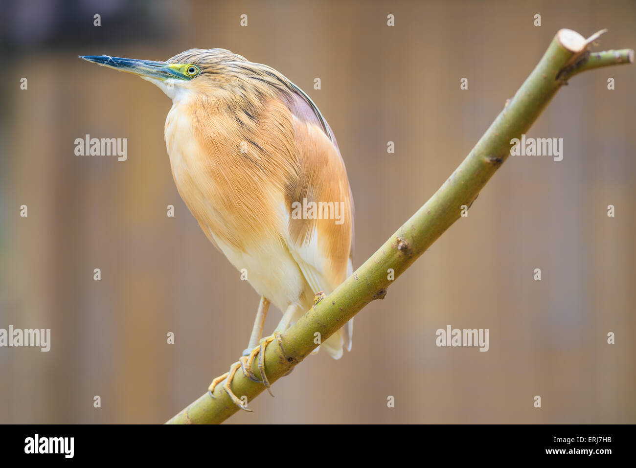 Porträt der Rallenreiher (Ardeola Ralloides) Stockfoto