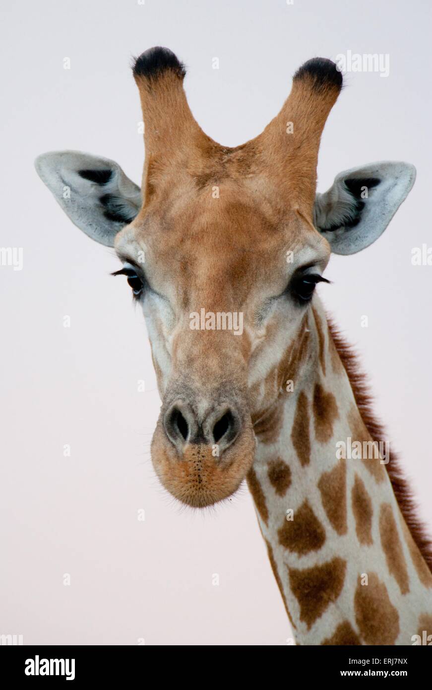 Giraffe Stockfoto
