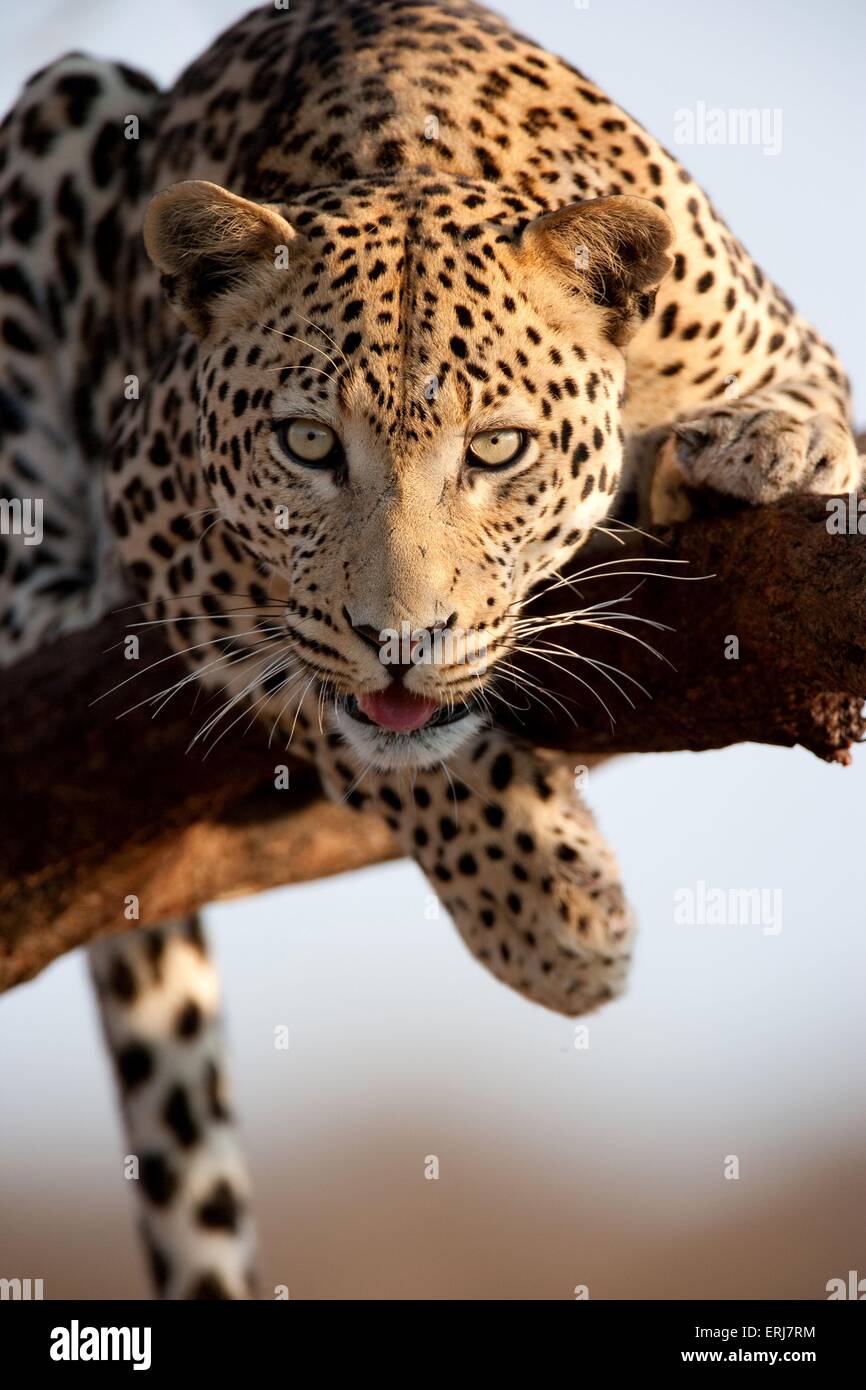 Leopard Stockfoto