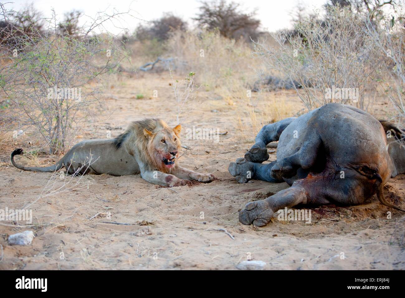 Löwe mit Beute Stockfoto