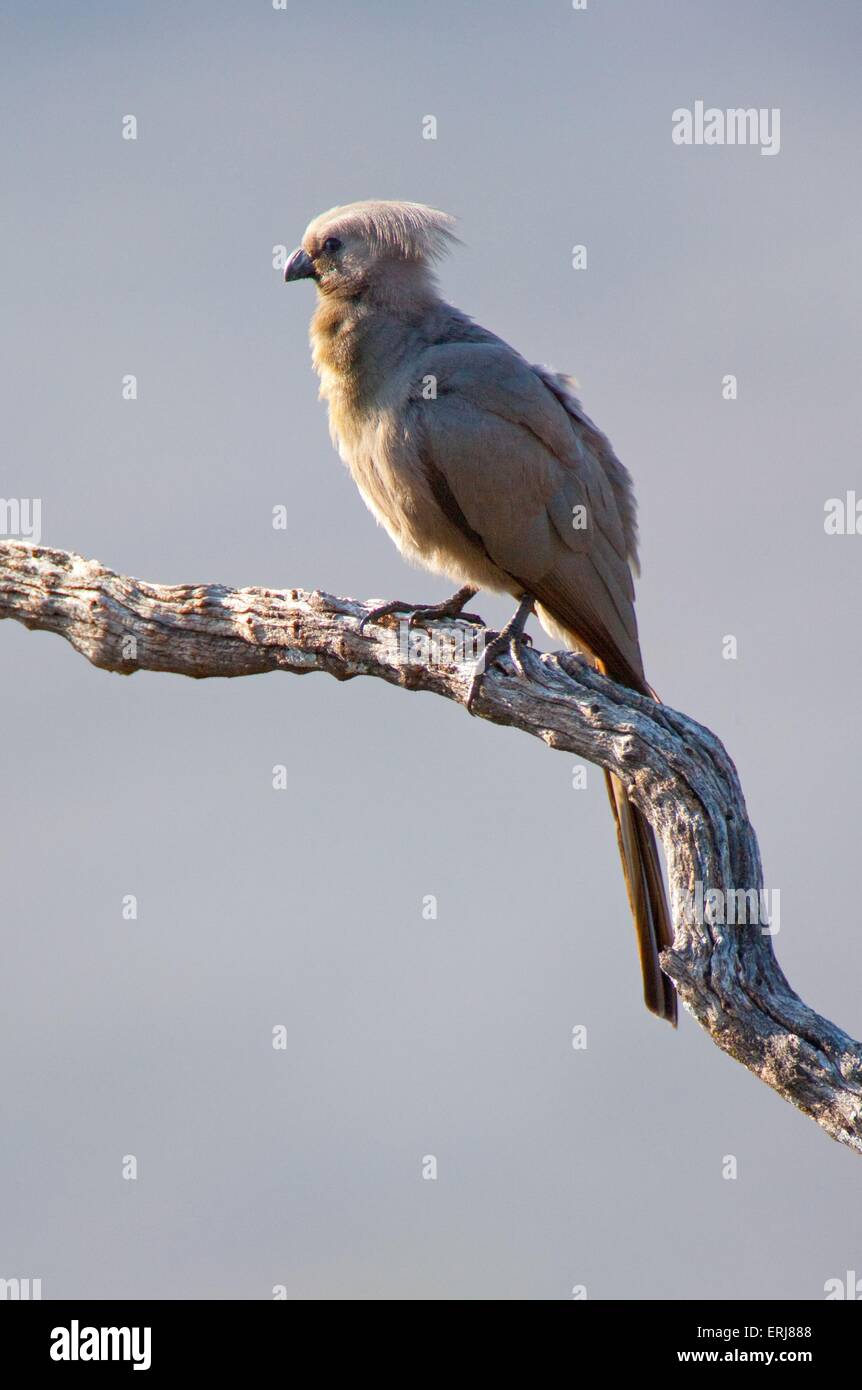 Grauer Vogel Go-away Stockfoto