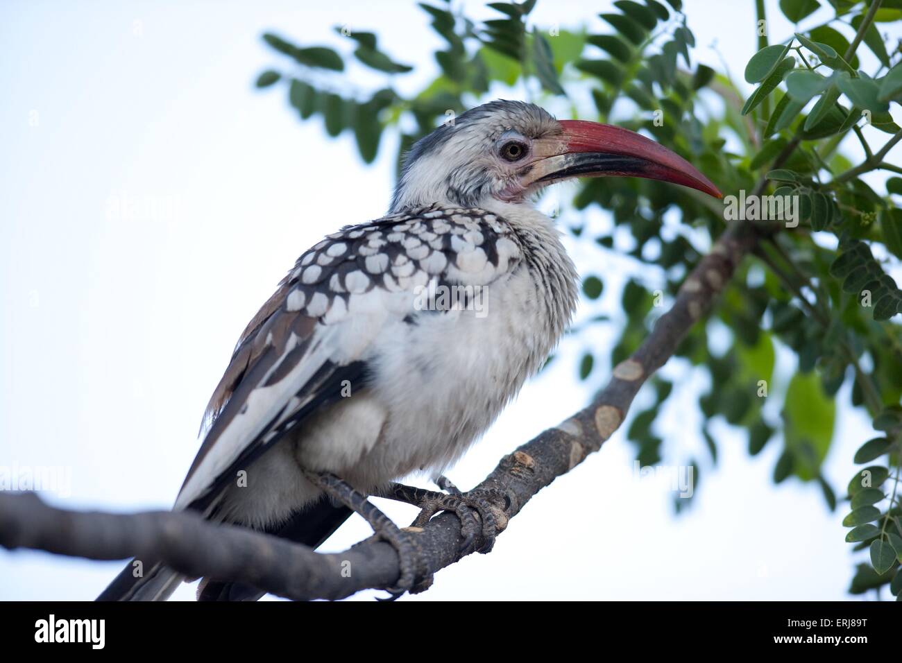 rot-billed hornbill Stockfoto