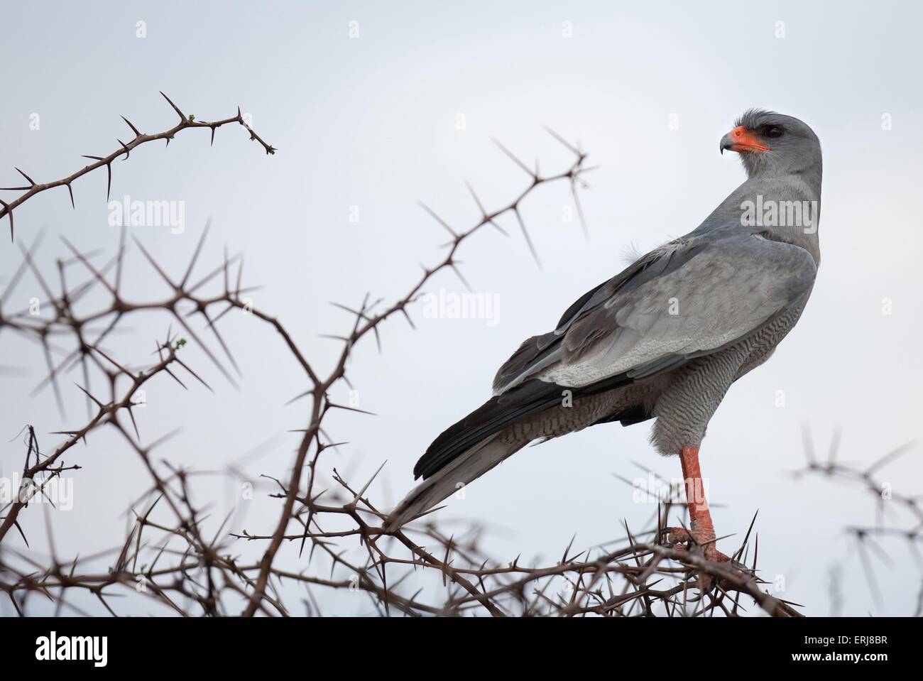 Somalische singen Habicht Stockfoto