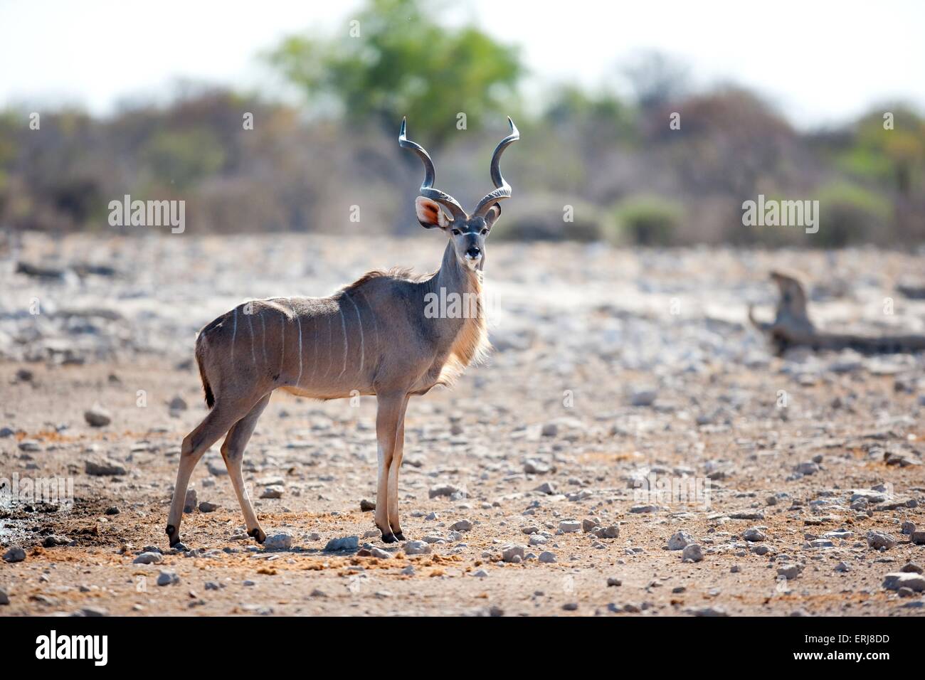 große kudu Stockfoto