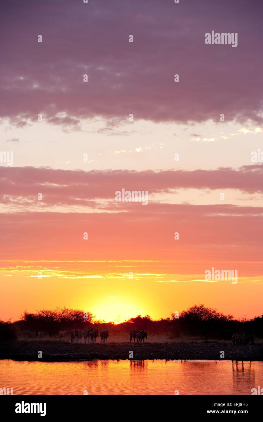 Zebras Stockfoto