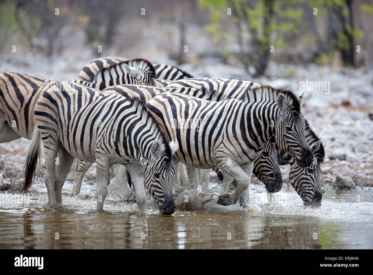 Zebras Stockfoto