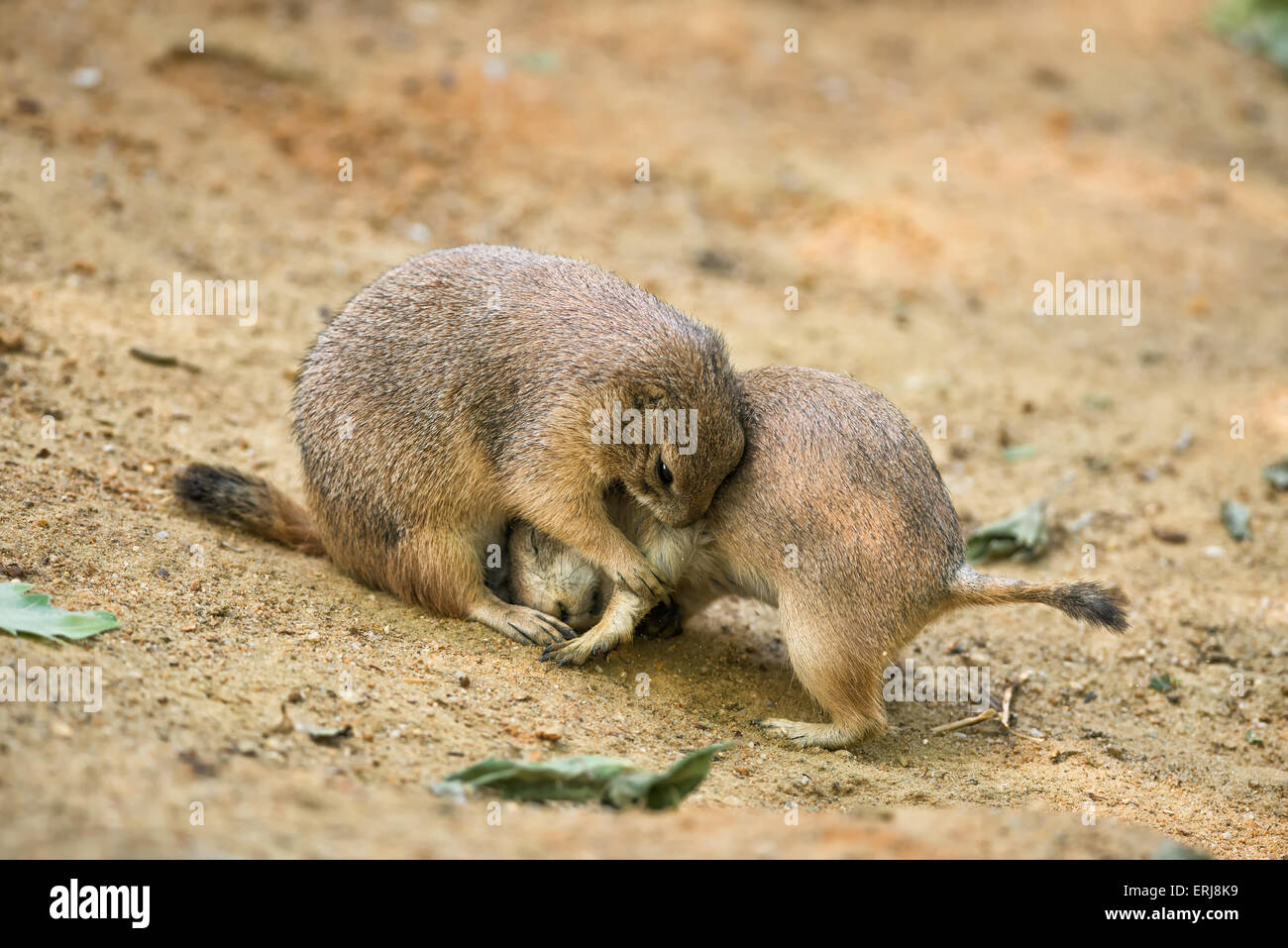 Zwei Erwachsene Präriehunde (Cynomys Gattung) spielen kämpfen Stockfoto