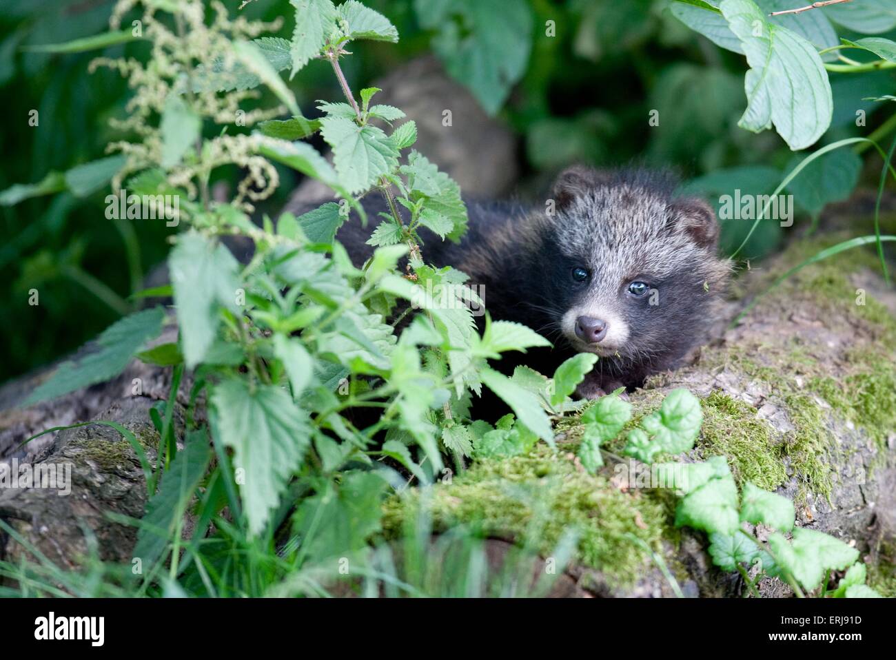 junger Marderhund Stockfoto